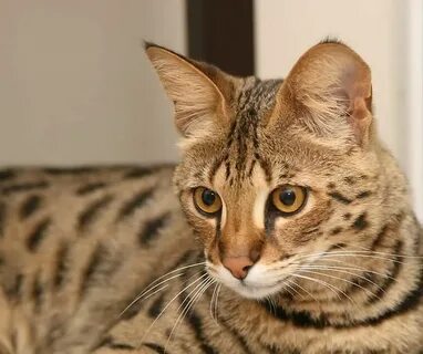 Кошки дешево