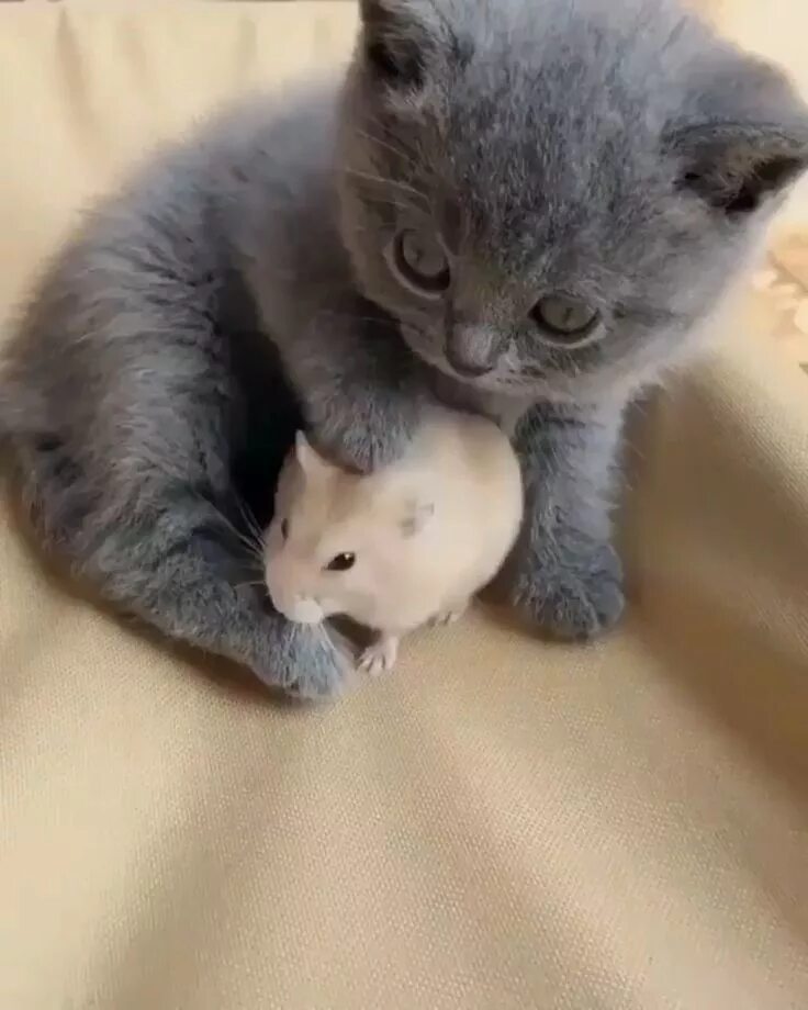 Котик с сердечком. Миленькие котята. Котики милые няшные. Покажи самых самых самых милых котиков. Кошки маленькие.