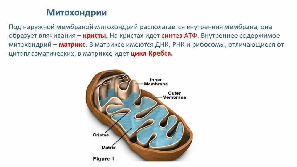 Митохондрия цитоплазма биологическое окисление. Кристы митохондрия внутренняя мембрана наружная мембрана. кристы и матрикс митохондрий. внутренняя мембрана митохондрий образует матрикс. наружная и внутренняя мембрана митохондрий образует.