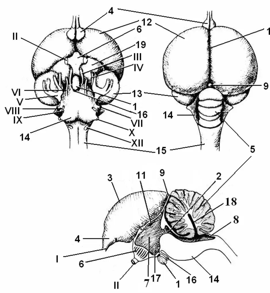 Схема строения головного мозга птицы. Отделы головного мозга у птиц схема. Строение отделов головного мозга птиц. Строение головного мозга голубя. Какие отделы головного мозга птиц развиты лучше