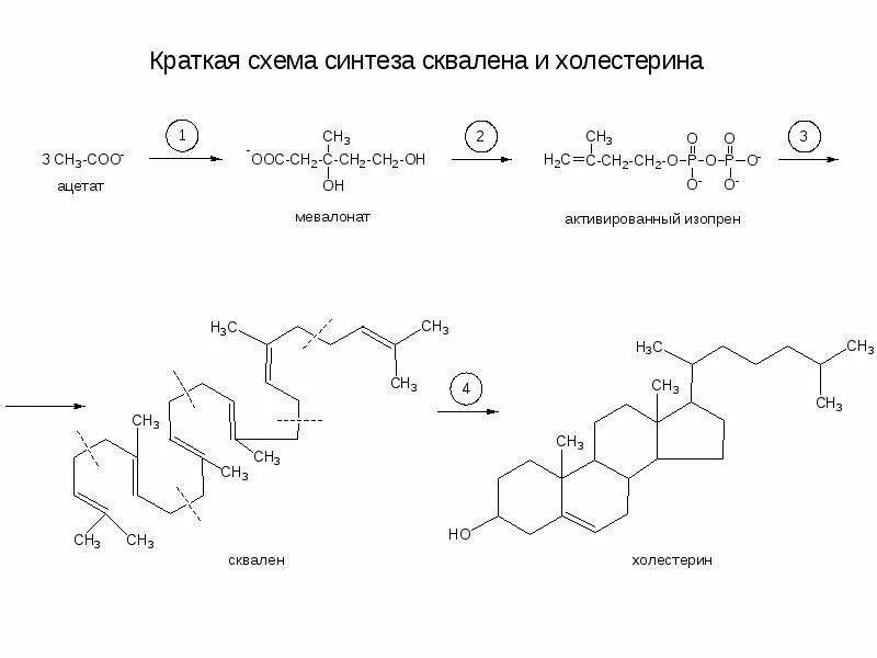 Ферменты холестерина. Холестерол биохимия Синтез. Синтез холестерина схема. Схема реакций синтеза холестерола. Синтез холестерола из сквалена.