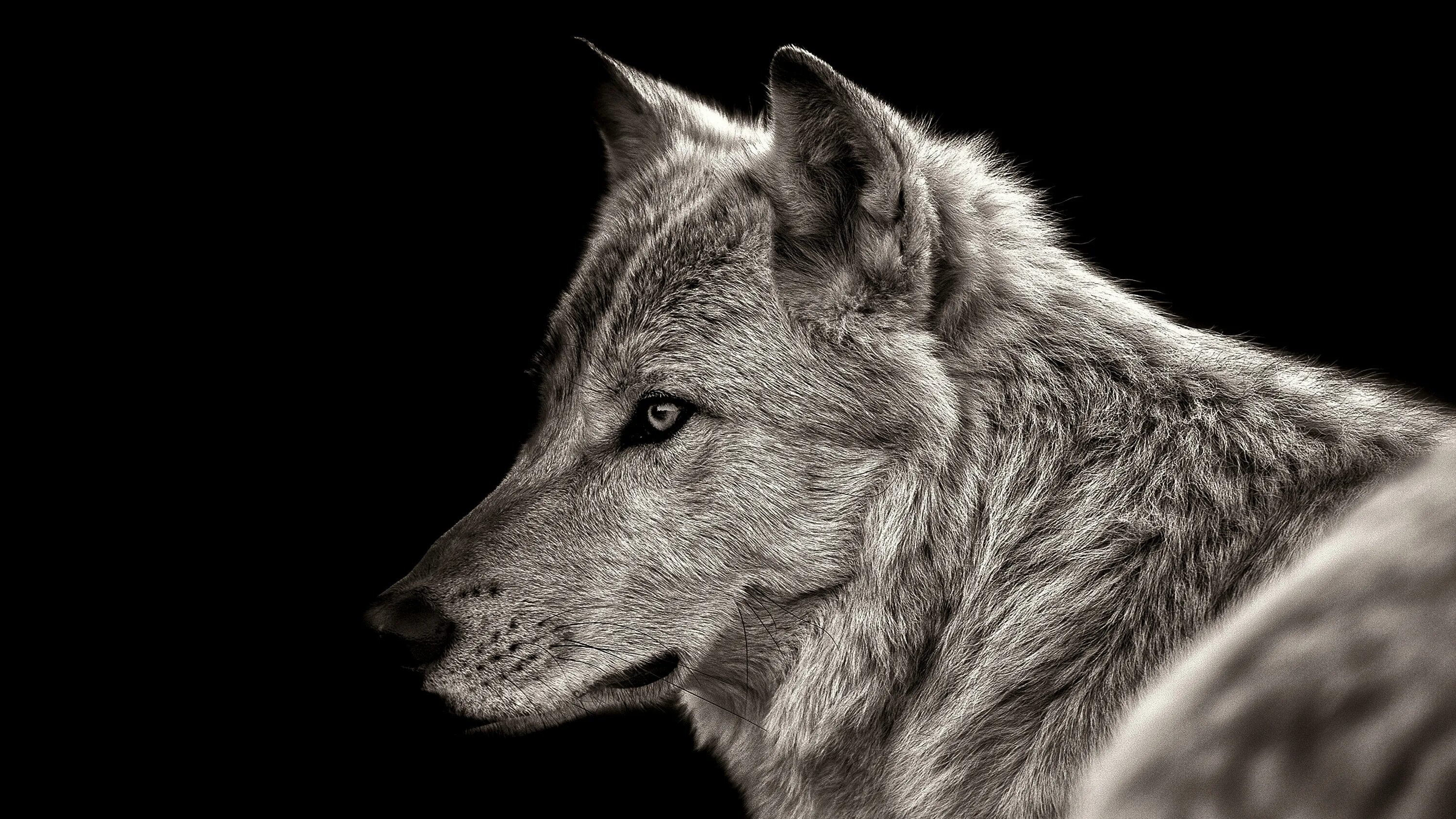 Wolf gaming wallpapers. Wolf Black Background Wallpaper 4k HD ID 3011.