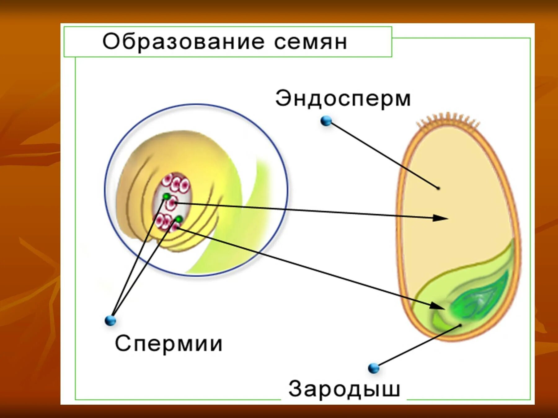 Эндосперм и зигота. Строение семени покрытосеменных растений. образование семени у покрытосеменных растений. эндосперм у семян цветковых растений. оплодотворение покрытосеменных растений схема.