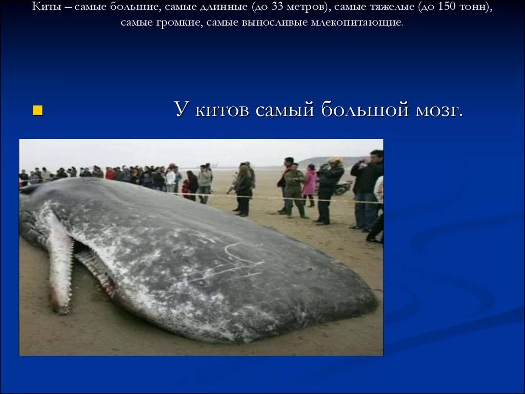 Синий кит 33 метра. Вес кита самого большого. Самый большой синий кит в мире. Синий кит вес. Самое крупное простейшее