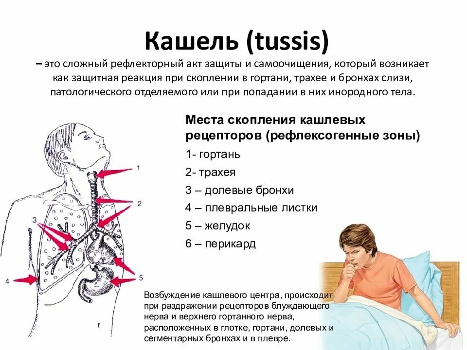 Кашель появляется при заболевании. Рефлекторный кашель. Рефлексогенные зоны кашля.