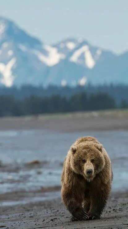 Медведь вертикальное фото Brown Bear Photograph by Ricky Robinson Brown bear, Bear pictures, Animal tattoo