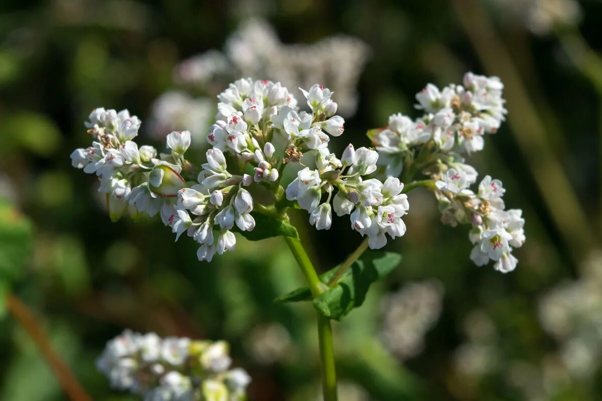 гречиха сорт «чатыр тау» элита. сообщение о гречихе. дикорастущая гречиха. гречиха посевная – fagopýrum esculéntum. гречиха особенности.