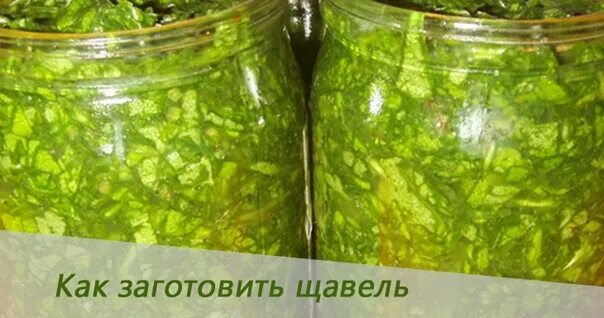 Как заготовить через. Как заготовить семиус. когда собирать щавель на зиму. как обрезать щавель.