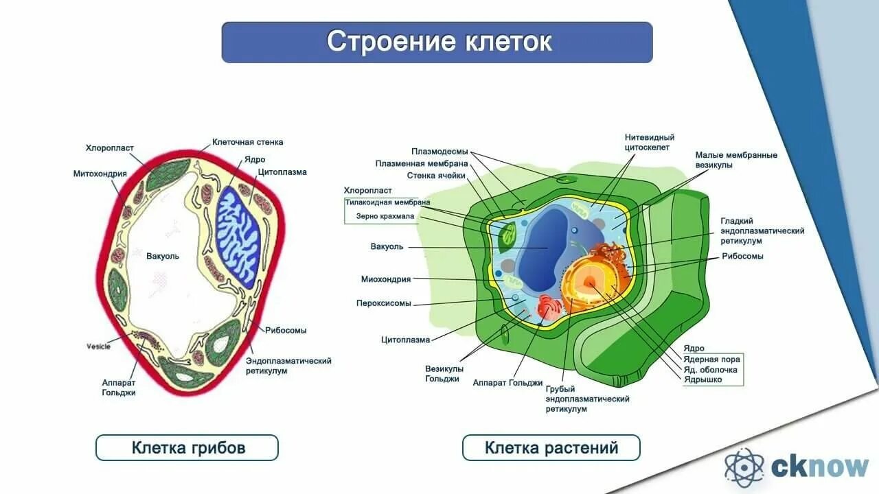 Грибы состоят из клеточного строения. Строение эукариотической клетки грибов. схема строения бактериальной, растительной и животной клеток. строение клетки животных растений бактерий. растительная животная грибная и бактериальная клетки.