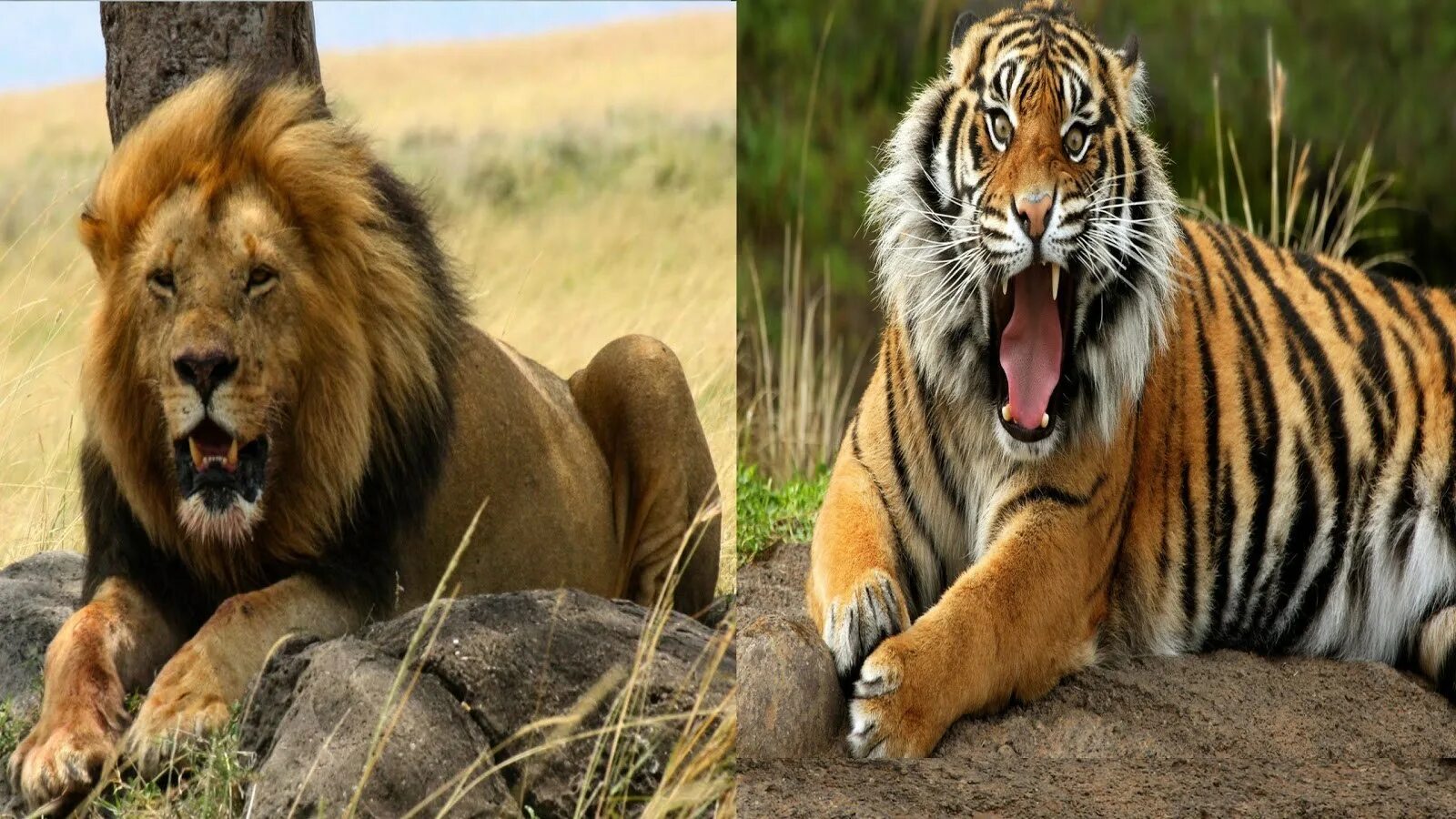 Про лев тигра. Лион Тигер. Лев против тигра. Тигр vs Лев. Туранский тигр.