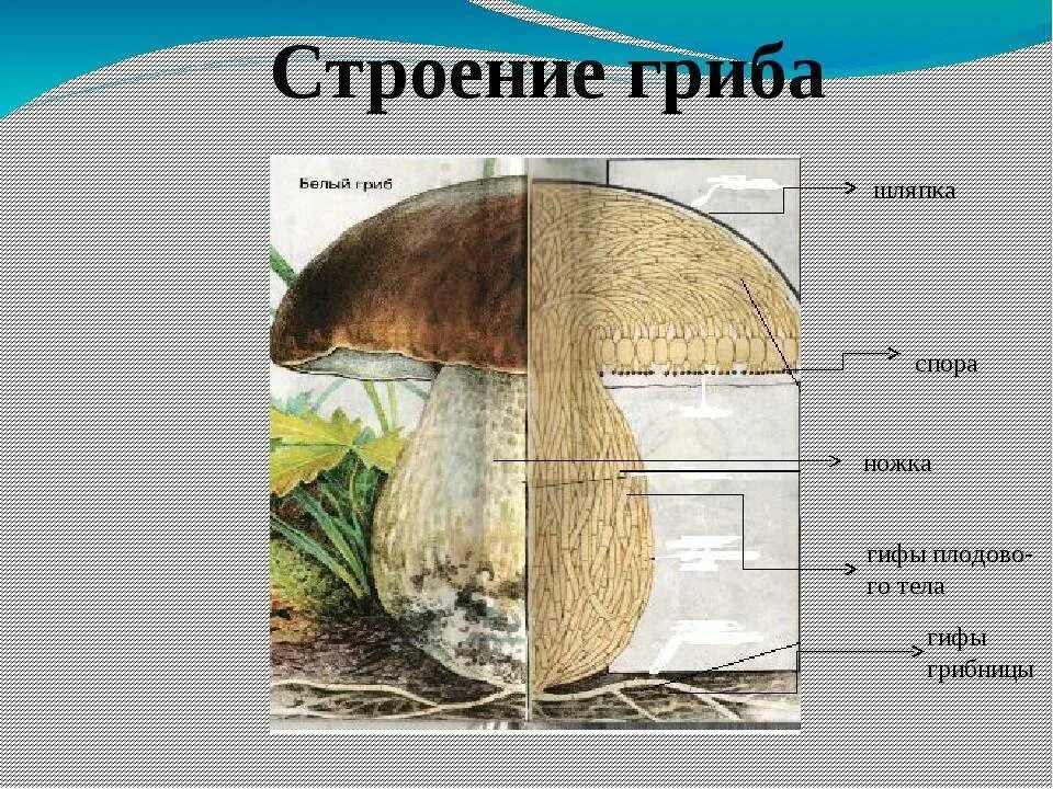 Строение шляпочного гриба 7 класс биология. Схема плодовое тело шляпочного гриба. Строение плодового тела белого гриба. Состав шляпочного гриба. Строение белого гриба 5 класс биология.