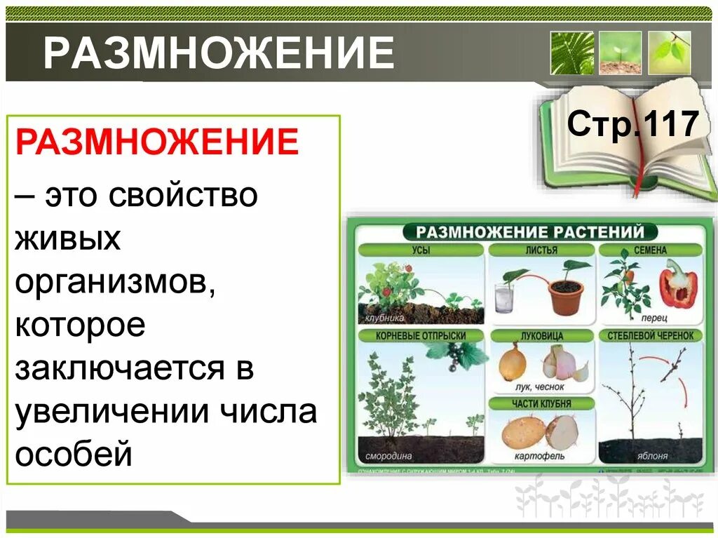 Какие типы размножения различают в живой природе. Размножение растений. Биология размножение растений. Размножение это в биологии. Способы размножения растений.