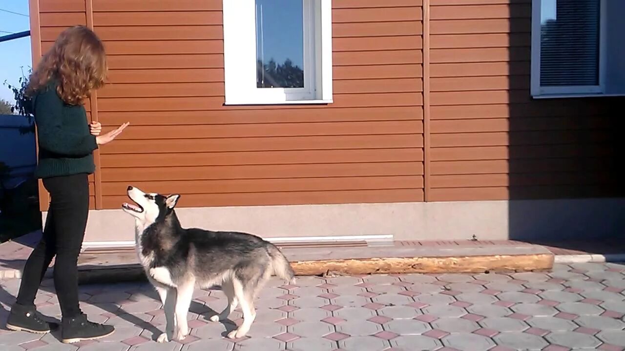 Как приучить взрослую собаку к дому
