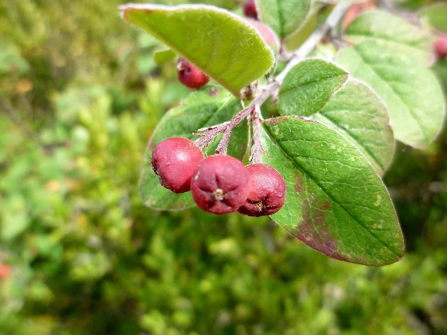 Кизильник съедобный. Кизильник цельнокрайний. Cotoneaster integerrimus. Кизильник обыкновенный цельнокрайний. Кизильник черноплодный.