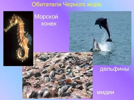 Животные черного моря и его берегов