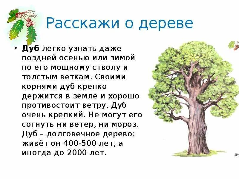 Как написать слово деревья. Доклад о дереве. Дуб дерево описание. Дуб описание 2 класс.