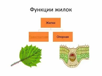 Функции жилки листа 6 класс