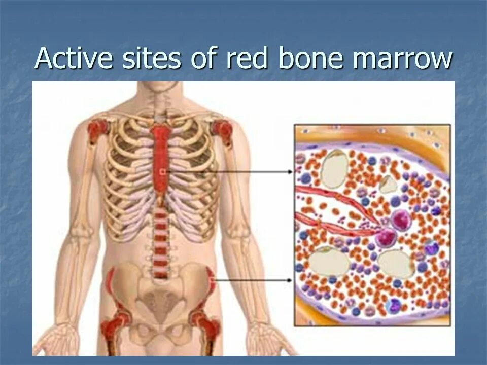 Красный костный мозг в ребрах. Красный костный мозг грудины. Расположение костного мозга у человека. Красный костный мозг местоположение.