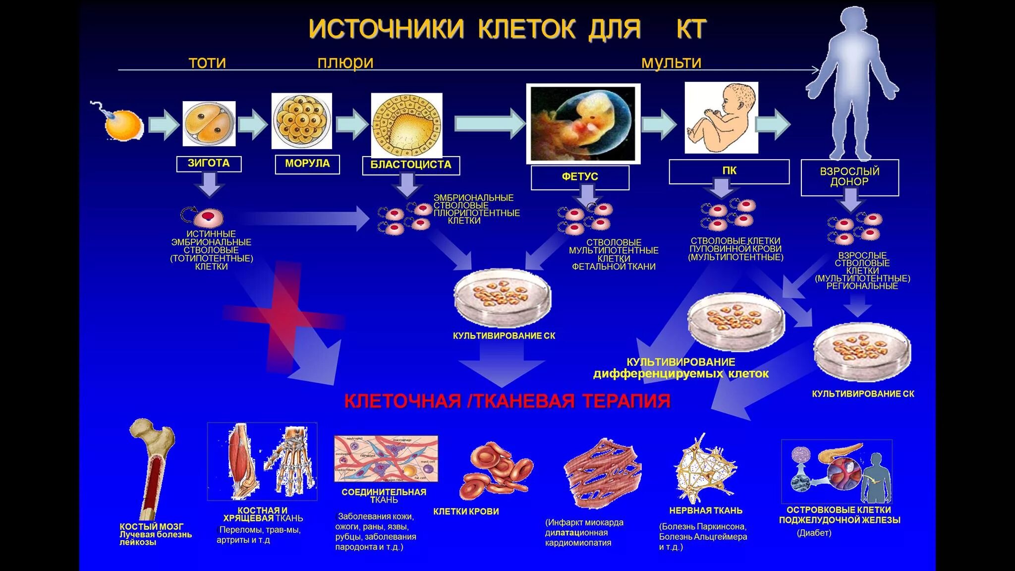 Сколько стволовых клеток. Классификация стволовых клеток. Типы стволовых клеток таблица. Классификация стволовых клеток по источнику выделения. Стволовые клетки классификация.