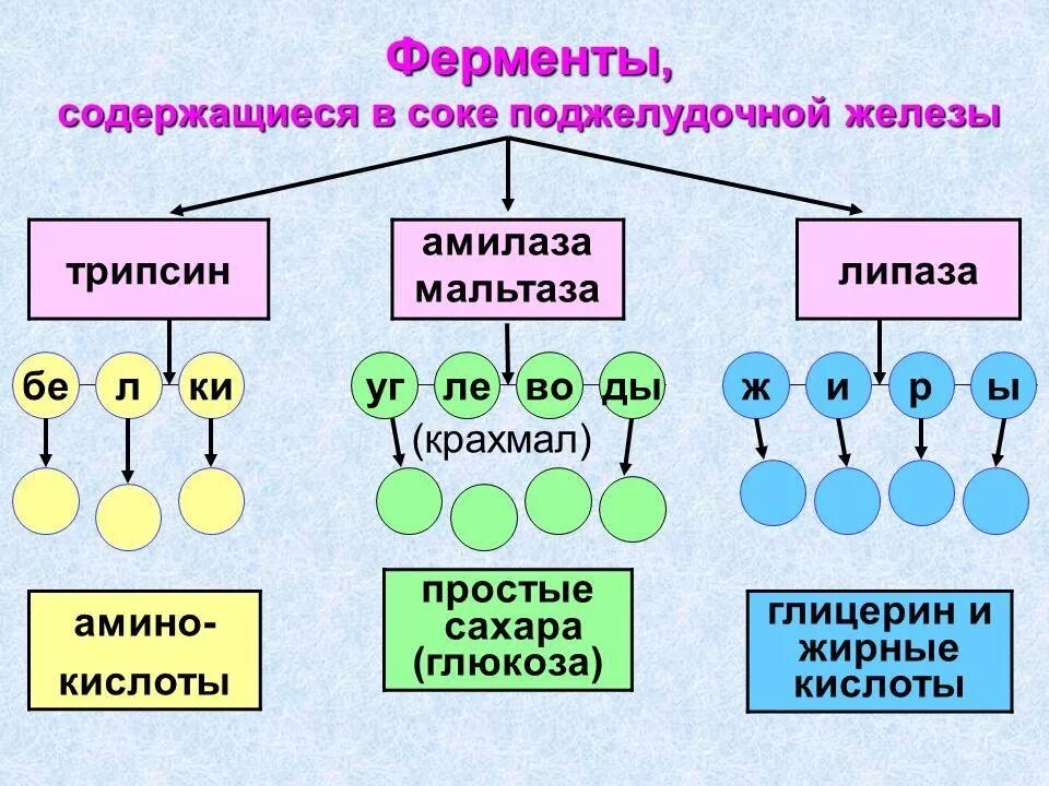 Ферменты амилаза липаза протеаза. Ферменты поджелудочной железы. Фермер ы поджелудочной железы. Ферменты желудочной железы