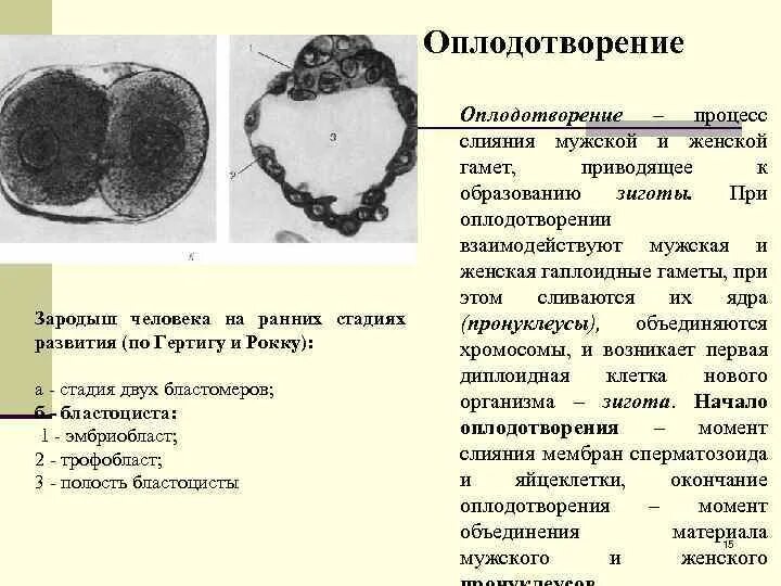 Соединительная ткань в эмбриогенезе развивается из. Соединительная ткань в эмбриогенезе развивается из