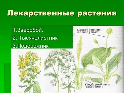 2 лекарственные растения
