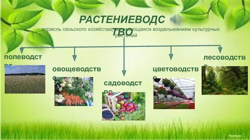 4 отрасли растениеводства. Отрасли растениеводства. Отрасли Полеводство овощеводство. Схема отрасли растениеводства. Отрасль сельского хозяйства занимающаяся возделыванием культурных.