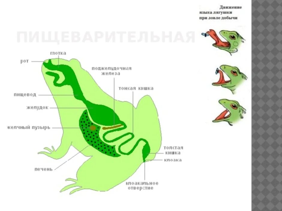 Строение пищеварительной системы лягушки. Строение пищеварительной системы амфибий. Строение дыхательной системы земноводных. Внутреннее строение земноводных пищеварительная система. Назовите черты сходства строения земноводных и рыб