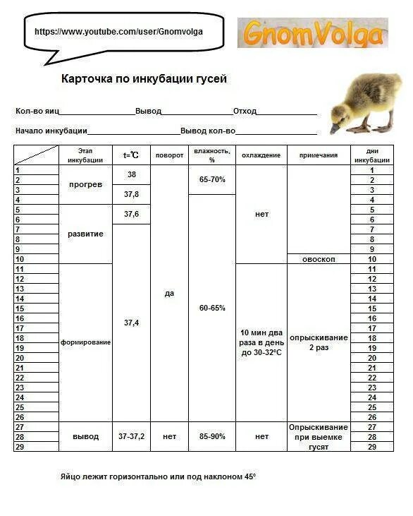 Инкубация индюшиных яиц в инкубаторе несушка. Таблица вывода гусей в инкубаторе блиц. Таблица вывода гусей в инкубаторе. Таблица вывода гусят в инкубаторе Несушка. Режим инкубации гусей таблица.