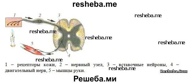Отдергивание руки от горячего предмета это какой. Схема отдергивания руки от горячего предмета. схема рефлекторной дуги отдергивая руки от горячего предмета. дуга рефлекса отдергивания руки от горячего предмета. рефлекторная дуга отдергивания руки от горячего предмета.