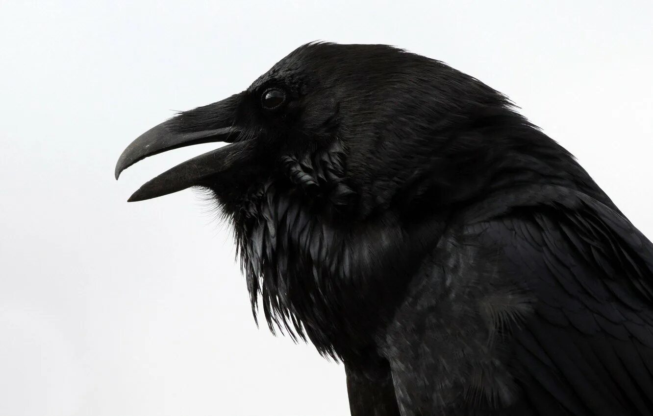 Зловещая птица. Карлуша говорящий ворон. Хунин ворон. Raven Nevermore. Новокаледонский ворон.