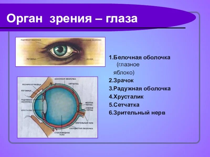 Что такое глаза кратко. Орган зрения. глаза орган зрения. орган зрения схема. орган зрения презентация.