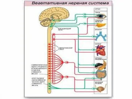 Строение парасимпатической вегетативной нервной системы