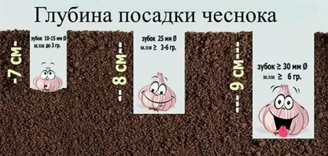 Расстояние при посадке чеснока