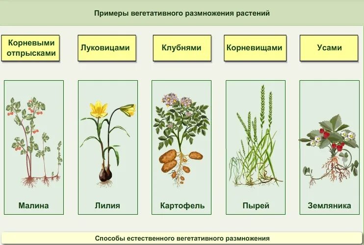 Бесполое размножение происходит с помощью или вегетативных. Вегетативное размножение растений схема. Способы вегетативного размножения растений таблица с примерами. Способы вегетативного размножения растений таблица. Способы вегетативного размножения схема.