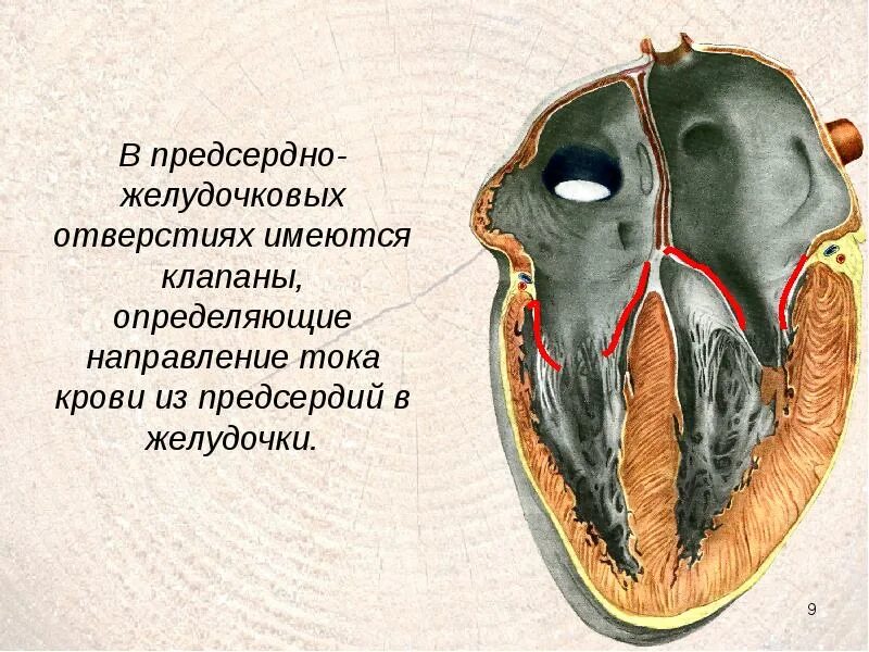 Левое предсердно-желудочковое отверстие. Предсердно желудочковая перегородка клапаны. Правое предсердно-желудочковое отверстие. Предсердно желудочковый клапан. Клапан правого предсердно желудочкового отверстия