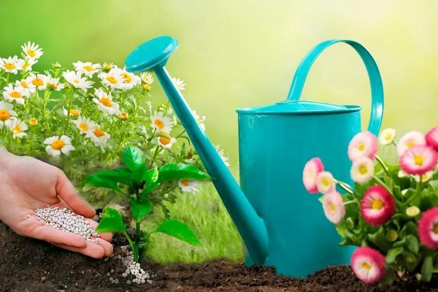 Чем удобрить. Удобрения для растений. Поливать цветы. Полив цветов в саду. Подкормка для цветов.