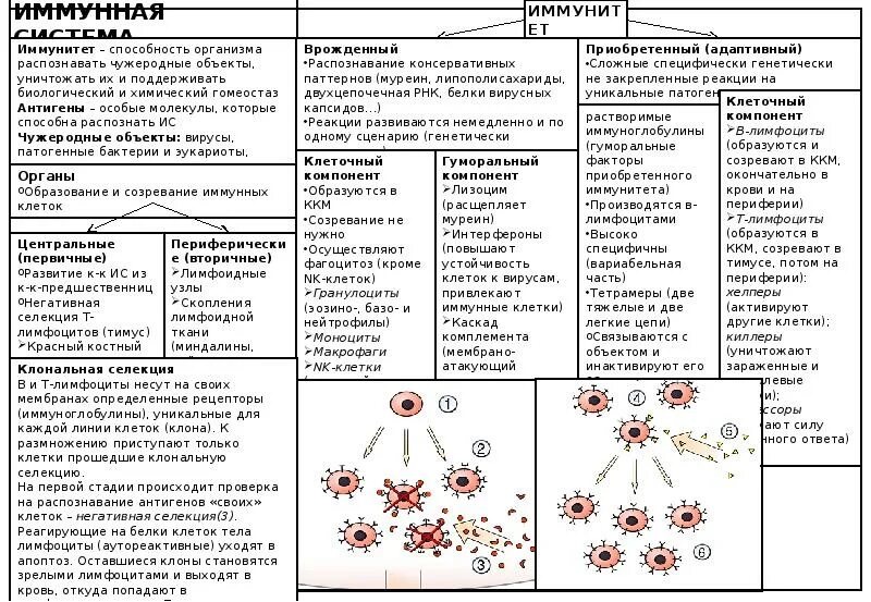 Основные элементы иммунной системы. Основные функции иммунокомпетентных клеток таблица. Клетки иммунной системы и их функции. Основные функции иммунокомпетентных клеток таблица. Иммунные агенты.