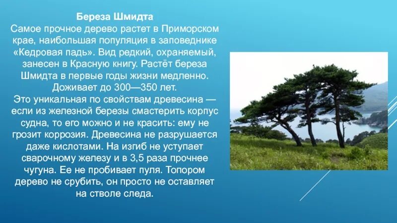 Сонник есть дерево. Заповедник Кедровая Падь береза Шмидта. Железное дерево береза Шмидта. Железная береза Шмидта древесина. Береза Шмидта (железная береза ).