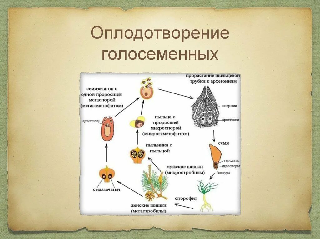 Схема опыления хвойных. Оплодотворение голосеменных растений схема. Жизненный цикл голосеменных растений схема 7 класс. Цикл развития голосеменных рисунок. Размножение голосеменных схема.