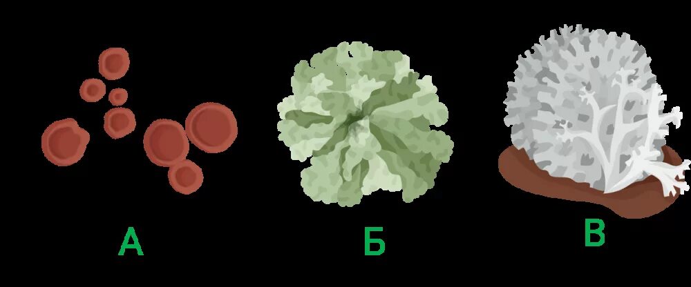 Секрет в биологии. Тест лишайники. Соотнесите лишайники и группы к которым они относятся.