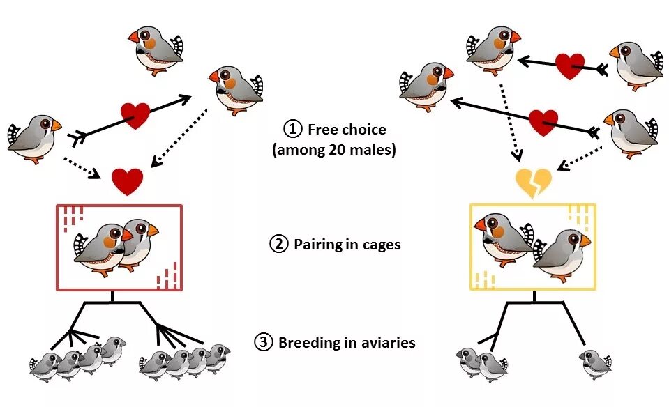 Жизненный цикл птиц. Жизненный цикл птиц для детей. Жизненный цикл птиц схема. Жизненный цикл птицы в картинках.