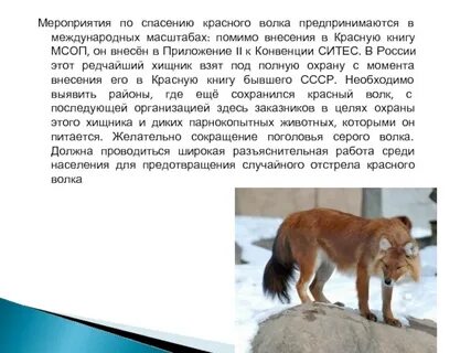 Доклад про красного волка из красной книги