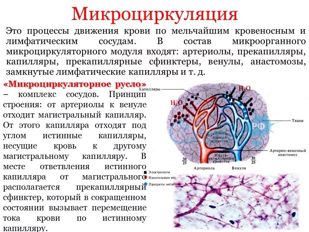 Нарушение кровообращения механизмы. Строение микроциркуляторного русла физиология. Общая анатомия кровеносных сосудов микроциркуляторное русло. Строение микроциркуляторного русла кратко. Классификация сосудов микроциркуляторного русла.