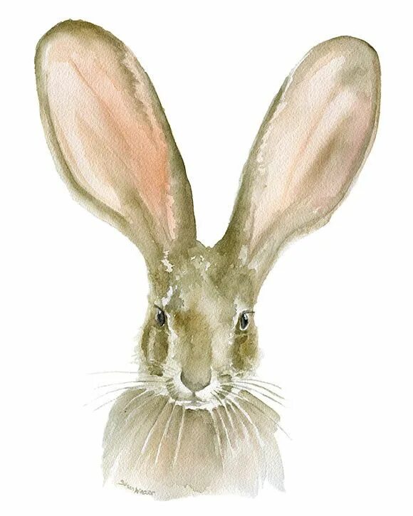 Уши зайца. Кролик с длинными ушами. Длинноухий заяц. Уши кролика.