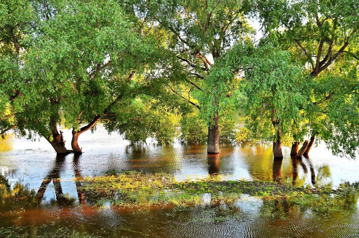 небольшая местами пересыхающая летом речушка разлилась. весеннее половодье. омск природа. небольшая местами пересыхающая летом речушка разлилась.