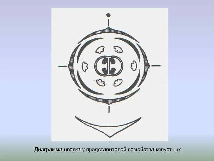 Диаграмма цветка хвойных растений. Диаграмма семейства капустные. Диаграмма цветка крестоцветных. Диаграмма семейства крестоцветных. Пастушья сумка диаграмма цветка.