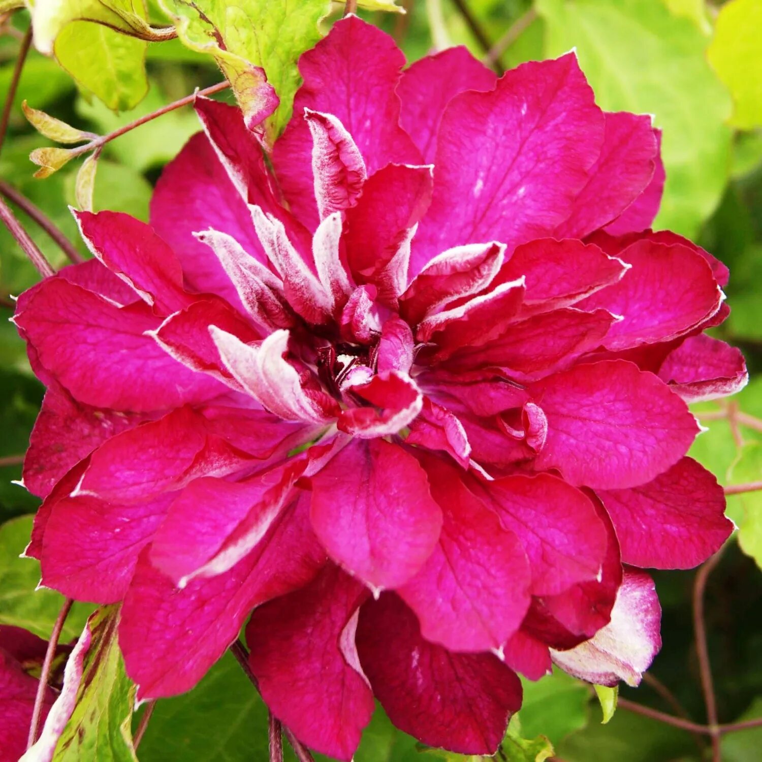 Клематис Ред Стар . Clematis Red Star . Японские сорта клематисов . Всегда махро