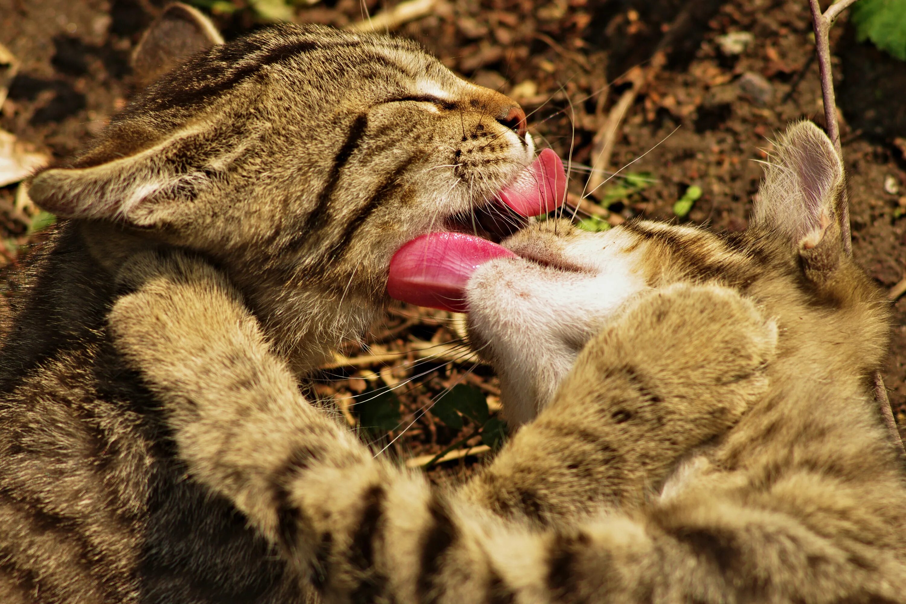 Понимающий язык животных. Франсин паттерсон и коко. Собака друг человека. Люди с животными. Понимающий язык животных.