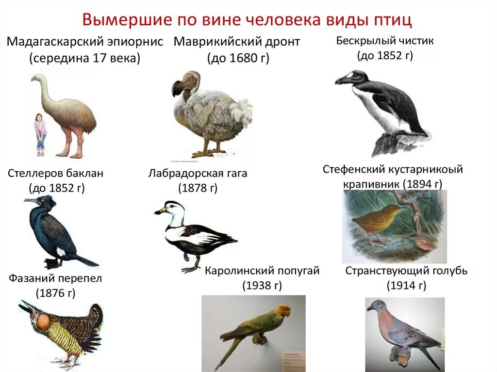 Вымершие птицы по вине человека. Исчезающие виды птиц. Вымершие птицы России. Какие птицы вымерли.